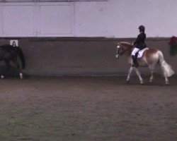 dressage horse Champus (German Riding Pony, 1995, from Chantre B)