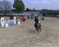 jumper Carrick 9 (Hanoverian, 2003, from Couleur Rubin)