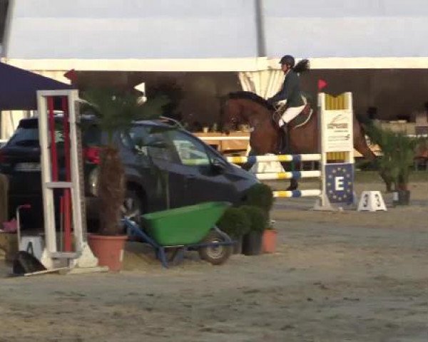 jumper Satori 3 (Hanoverian, 2001, from Stakkato)