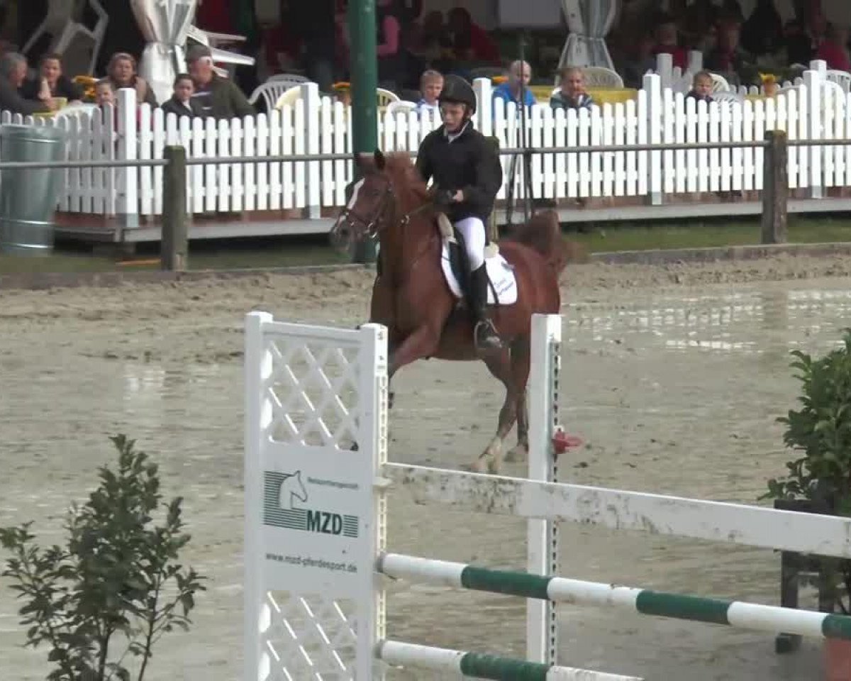 Zuchtstute Nightflower (Deutsches Reitpony, 1997, von Night-Star III)