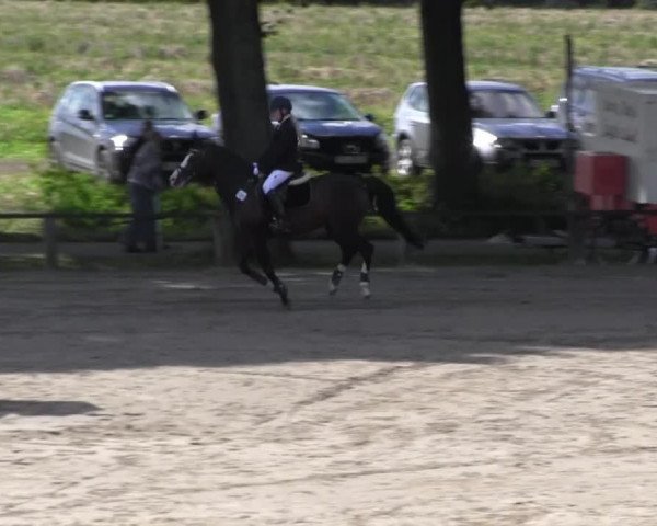 jumper Medoc (German Riding Pony, 1997, from Mentos)