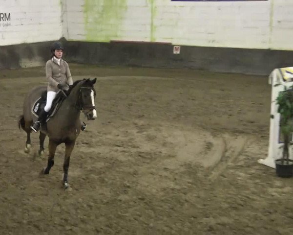 jumper Coratana (Zangersheide riding horse, 2000, from Caretano Z)
