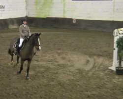 jumper Coratana (Zangersheide riding horse, 2000, from Caretano Z)