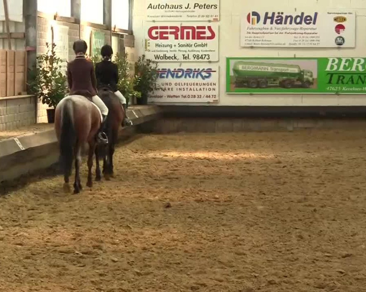 stallion Jago (Trakehner, 1962, from Jagdkoenig DH 107)