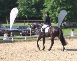 dressage horse Higgens 8 (Hanoverian, 2007, from Hotline)