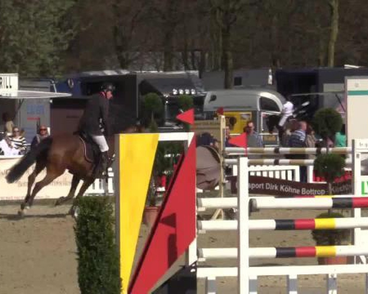 Springpferd Calandra 21 (Westfale, 2009, von Capilano)