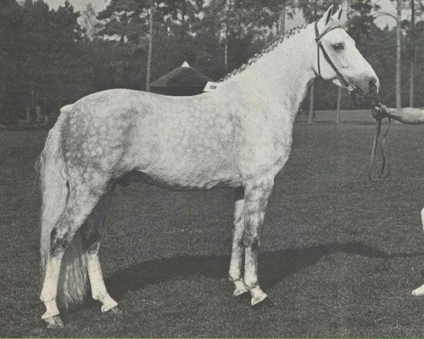 Deckhengst Alfred Pretty (New-Forest-Pony, 1964, von Denny Danny)