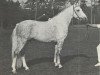 Deckhengst Alfred Pretty (New-Forest-Pony, 1964, von Denny Danny)