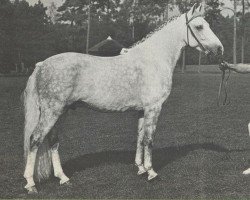 stallion Alfred Pretty (New Forest Pony, 1964, from Denny Danny)