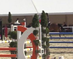 jumper Easy 99 (KWPN (Royal Dutch Sporthorse), 2009, from Quasimodo Z)