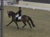 dressage horse Carina 466 (Hanoverian, 2004, from Conteur)