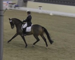 dressage horse Carina 466 (Hanoverian, 2004, from Conteur)