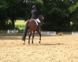 dressage horse Baumann's Don Camillo (Westphalian, 2007, from Don Laurie II)