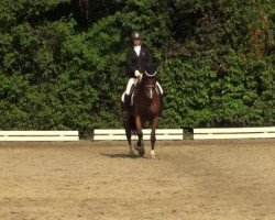 dressage horse Cantena (Westphalian, 2003, from Helenenhof's Carabas)