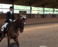 dressage horse Feinstein 3 (Rhinelander, 1999, from Florestan I)