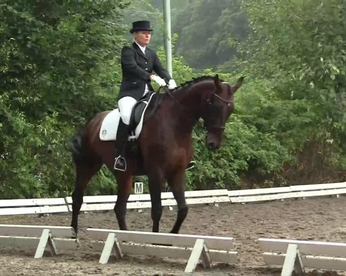 dressage horse Daimler 46 (Rhinelander, 2003, from Don Bedo I)