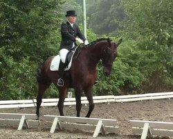 dressage horse Daimler 46 (Rhinelander, 2003, from Don Bedo I)