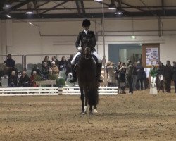 dressage horse Fasten Seat Belt (Rhinelander, 2006, from Fürst Piccolo)