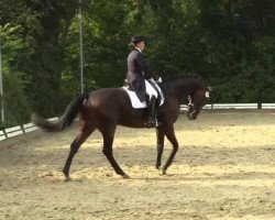 dressage horse Rayon de soleil 2 (Rhinelander, 2000, from Riccione)