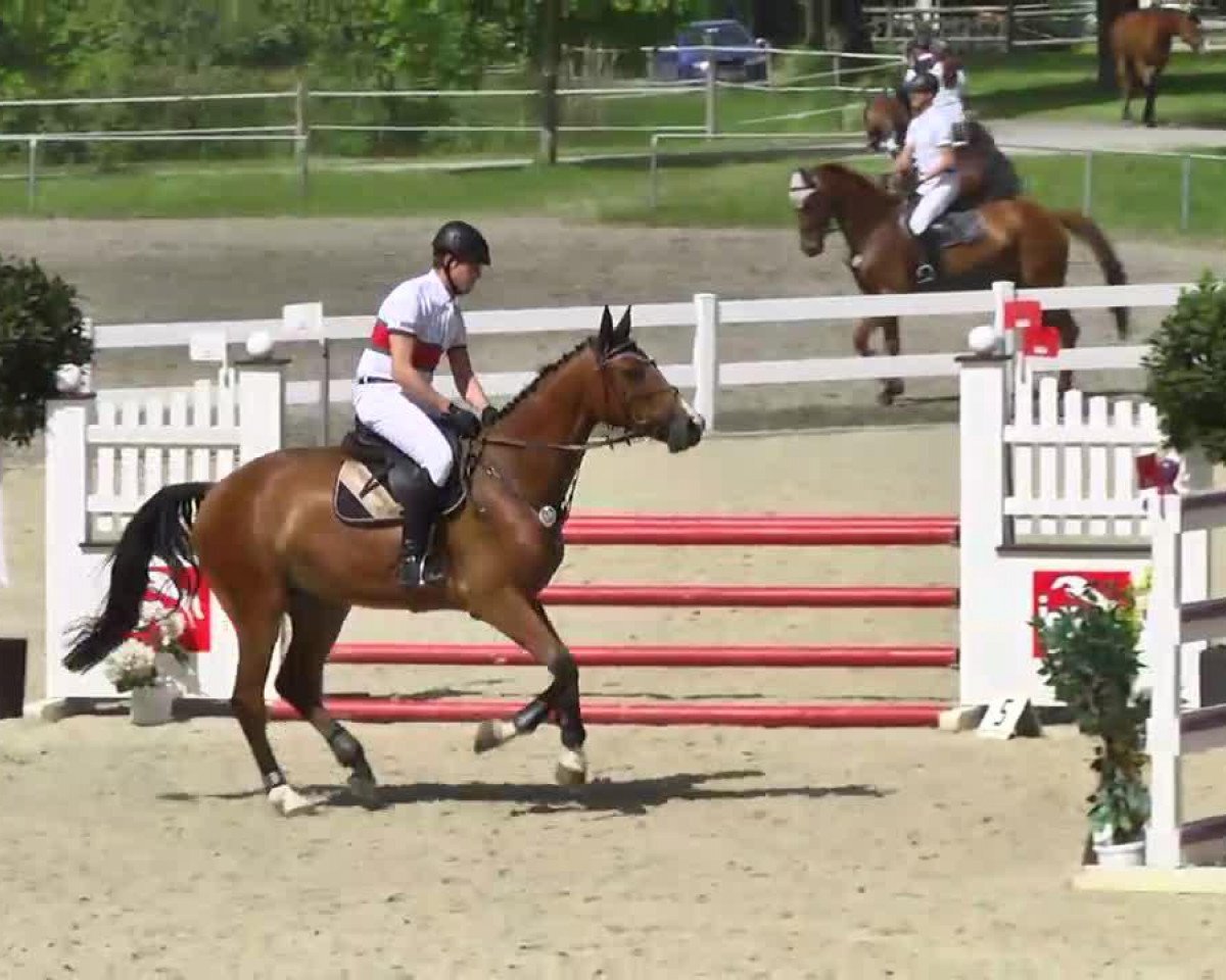 Springpferd Quincy G (Westfale, 2001, von Quick Star)
