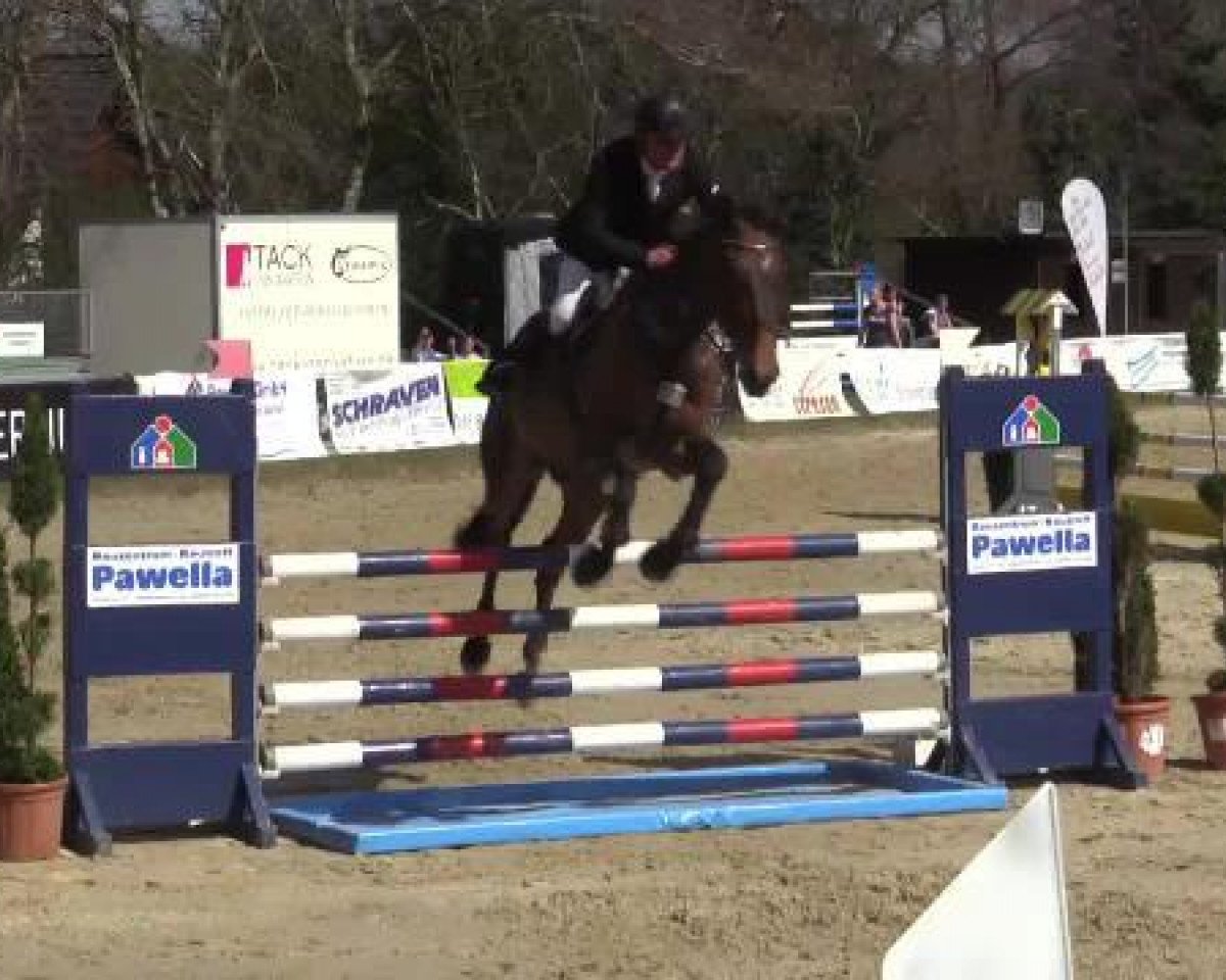 Springpferd Caruno 3 (Holsteiner, 2009, von Caretino)
