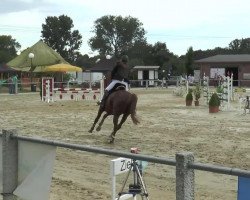 jumper Landinio (Hanoverian, 2003, from Landgold)