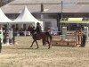 jumper Casto (Oldenburg show jumper, 2009, from Cartoon)