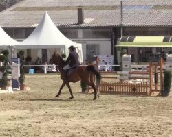 jumper Casto (Oldenburg show jumper, 2009, from Cartoon)