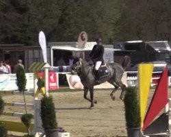 jumper Conpico 2 (Oldenburg show jumper, 2009, from Conthargos)