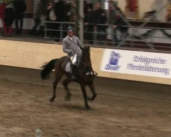 Springpferd Amadeus Amadeus (Westfale, 2001, von Amantus)