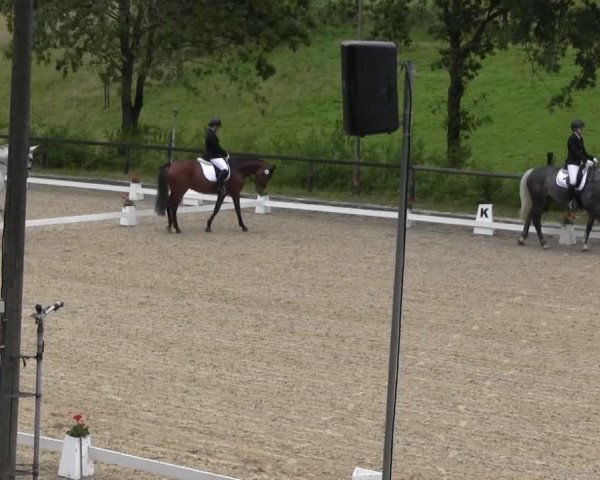 dressage horse Robert 55 (Hanoverian, 2001, from Rotspon)