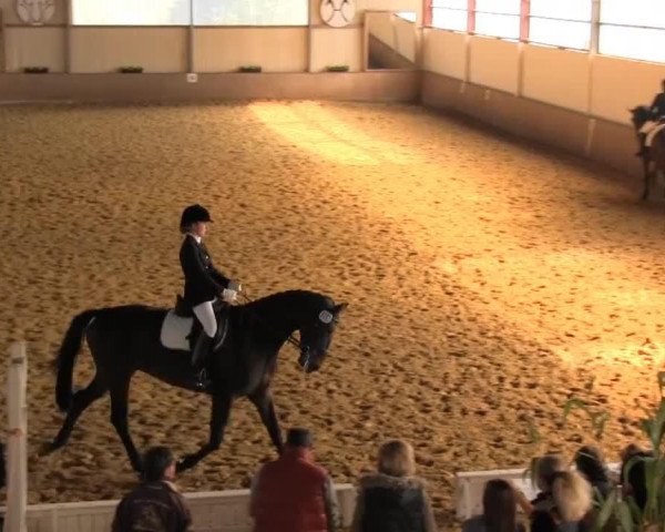 dressage horse Fritzi 19 (Westphalian, 1996, from Freudenprinz)