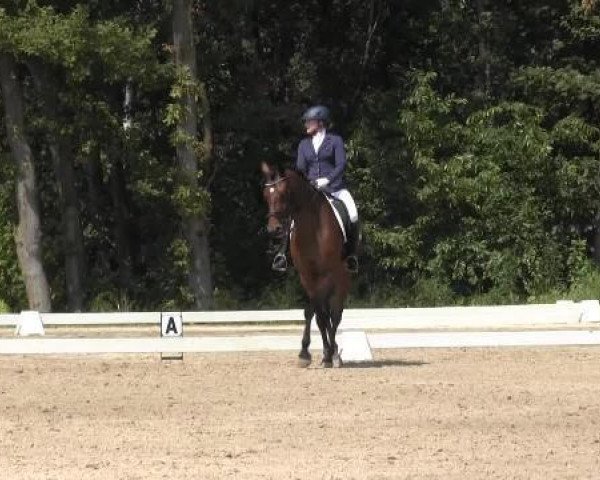 dressage horse Solero 60 (Westphalian, 2004, from Show Star)