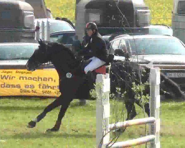 jumper Delgado 44 (Hanoverian, 1998, from Davignon I)