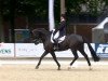 dressage horse Raptor 3 (Hanoverian, 2006, from Rubin Royal OLD)