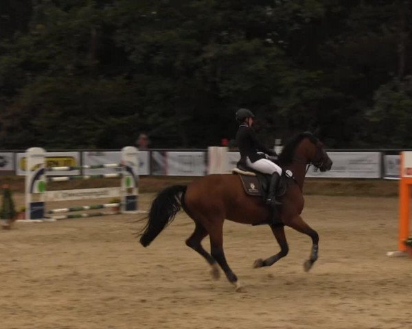 jumper Cunami (Latvian Warmblood, 2004, from Chicago City)