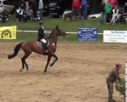 jumper Casablanca (Holsteiner, 2006, from Carinjo)