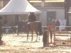 jumper Cartosandra (Oldenburg show jumper, 2009, from Cartogran)