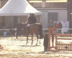 jumper Cartosandra (Oldenburg show jumper, 2009, from Cartogran)