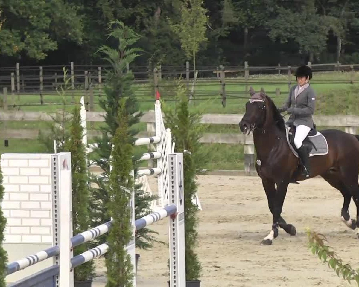 stallion Alo's As (Holsteiner, 1995, from Alcatraz)