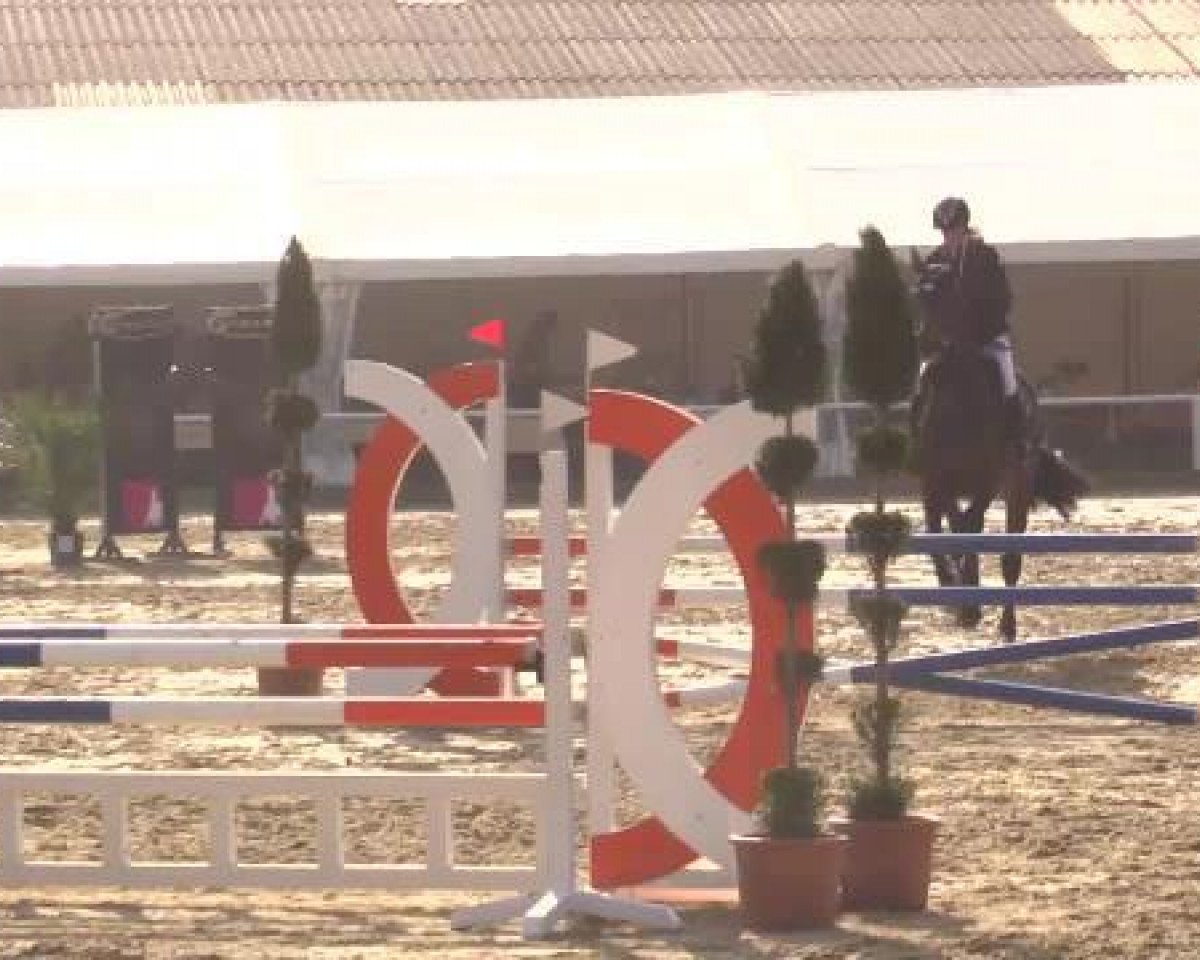 jumper Cincinatti 20 (Oldenburg show jumper, 2010, from Centadel)