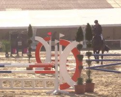 jumper Cincinatti 20 (Oldenburg show jumper, 2010, from Centadel)