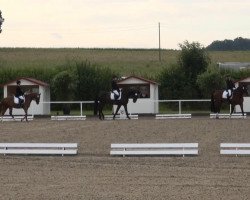 dressage horse Desperado (German Riding Pony, 2001, from Donatelli)