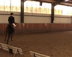 dressage horse Nora (German Riding Pony, 2001, from Nature Boy)