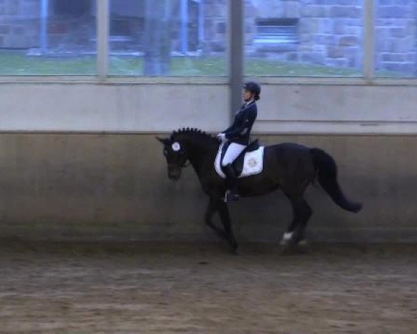stallion Champus (German Riding Pony, 1997, from Chantre B)