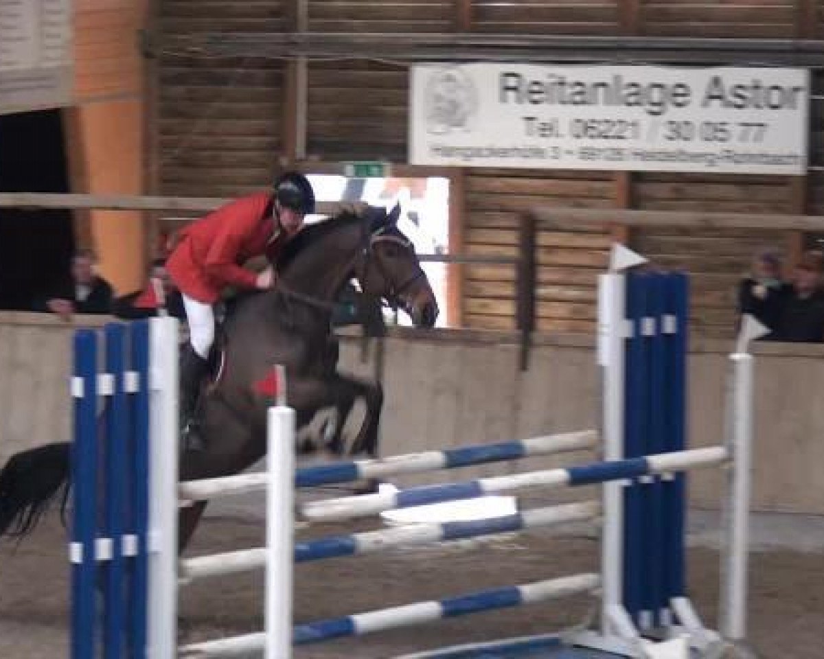 jumper Quitano H (Hanoverian, 2006, from Quidam's Rubin)
