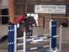 jumper Quitano H (Hanoverian, 2006, from Quidam's Rubin)