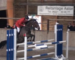 jumper Quitano H (Hanoverian, 2006, from Quidam's Rubin)