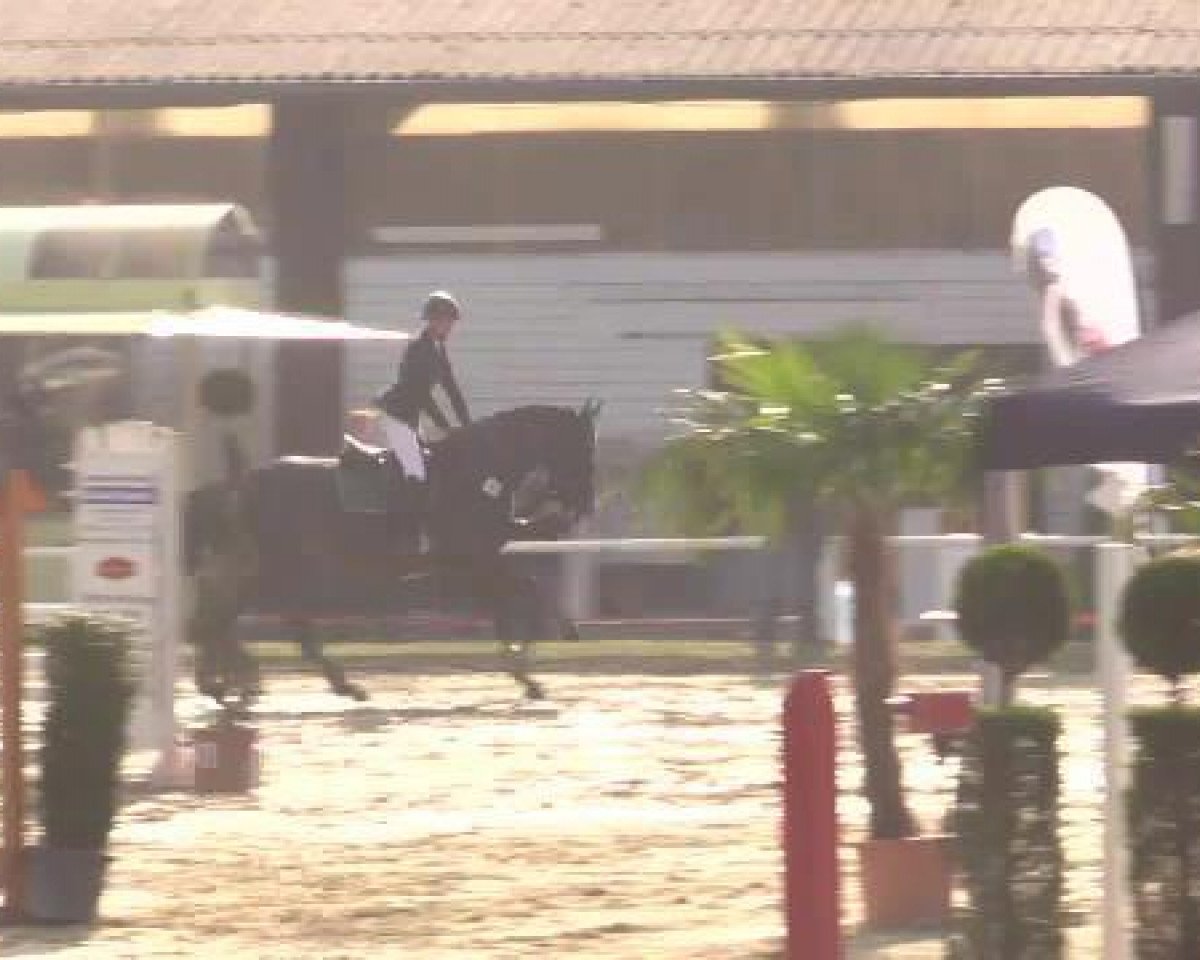 jumper Dimantus Verte Z (Zangersheide riding horse, 2010, from Diamant Z)