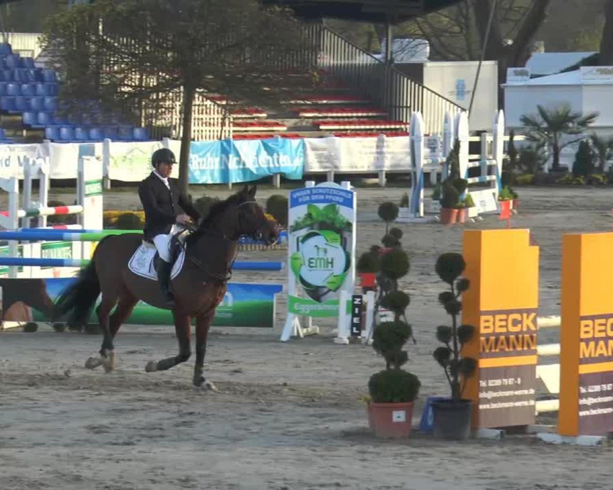 Springpferd Phelps (Westfale, 2008, von Pheres)